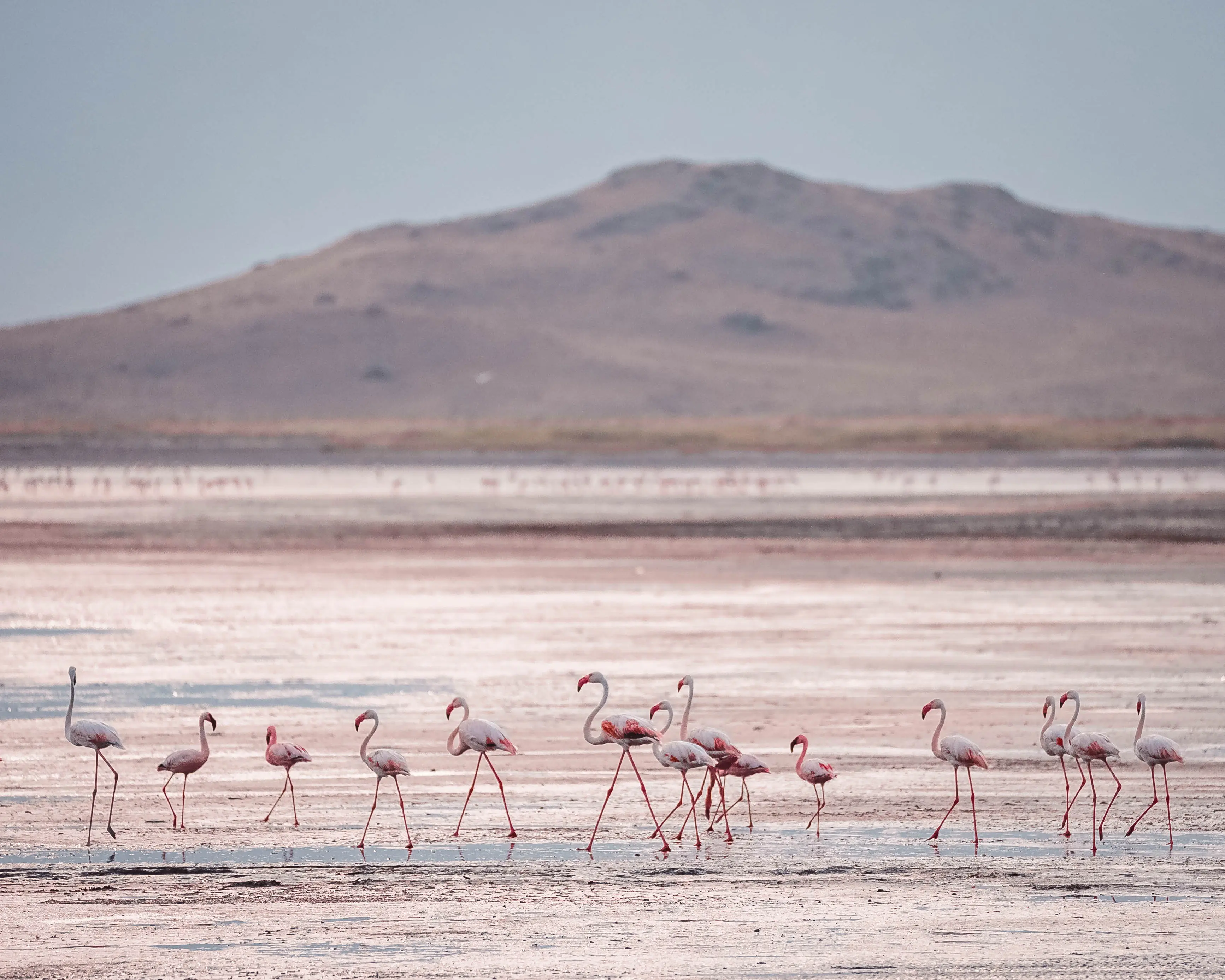 Flamingos on the shores of Lake Natron. Photo: Altezza Travel archive Flamingos on the shores of Lake Natron. Photo: Altezza Travel archive