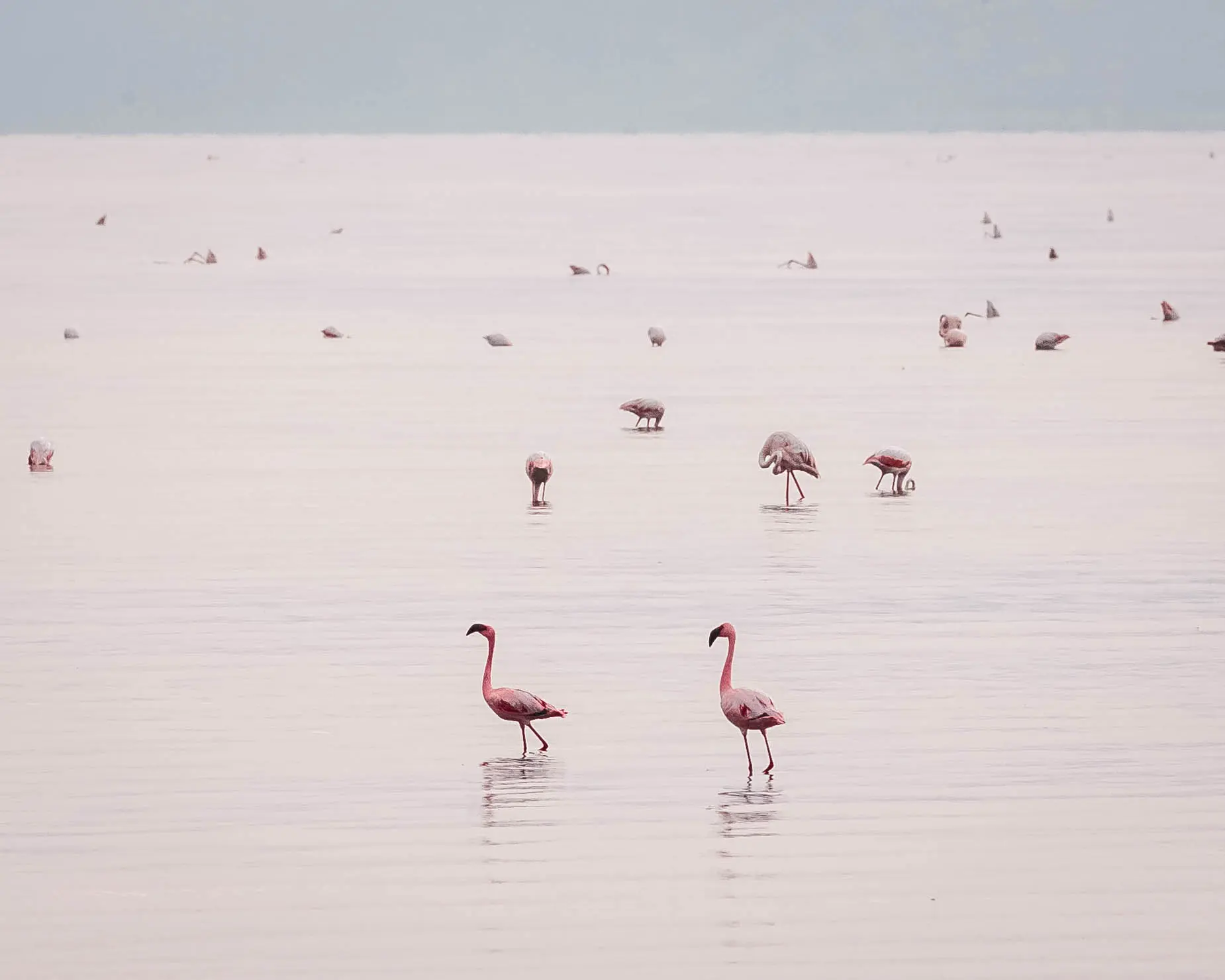 The construction of a hydroelectric dam and sodium carbonate plant could destroy Lake Natron’s unique ecosystem. Photo: Altezza Travel archive