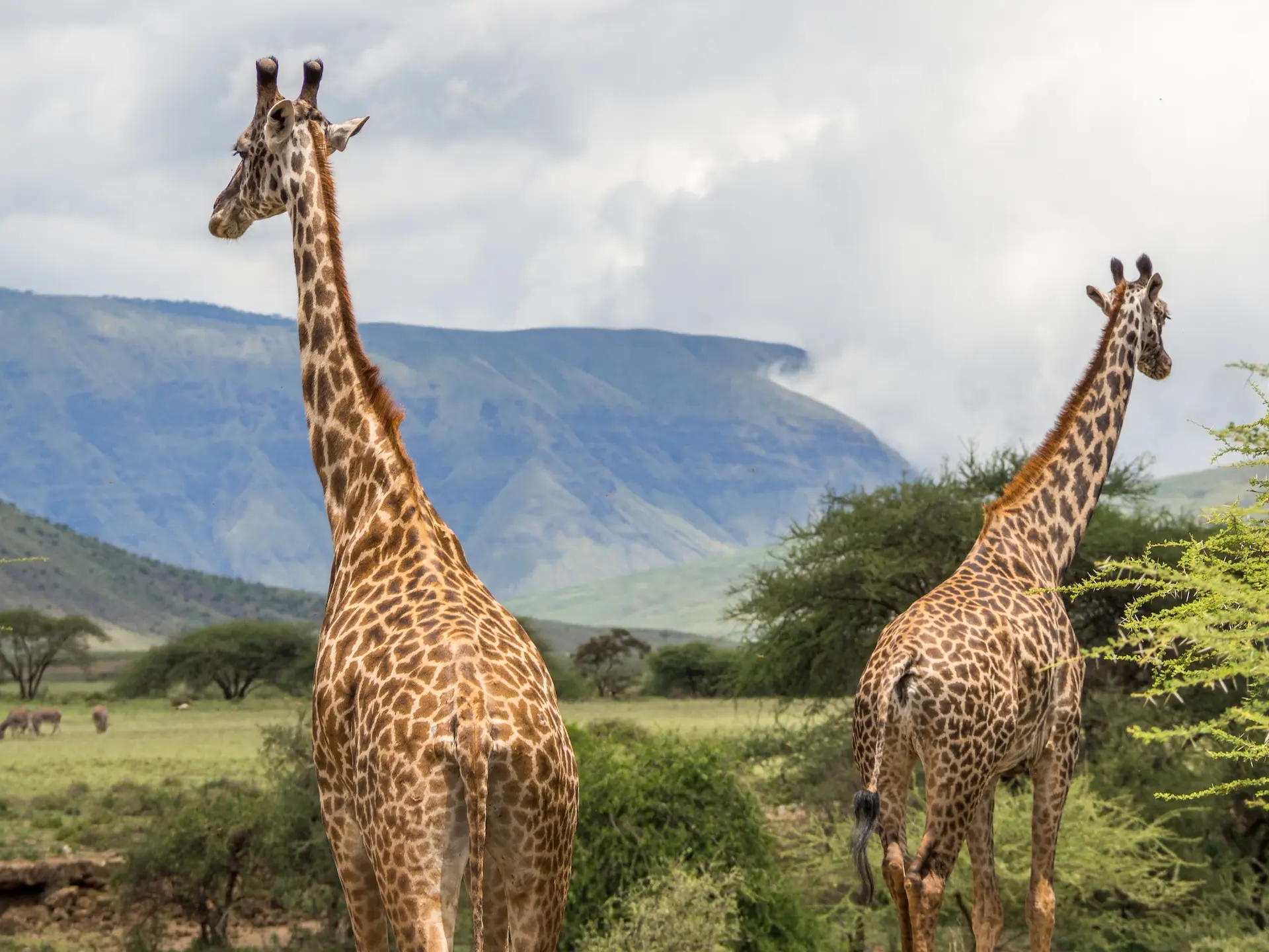 Giraffes at Lake Natron