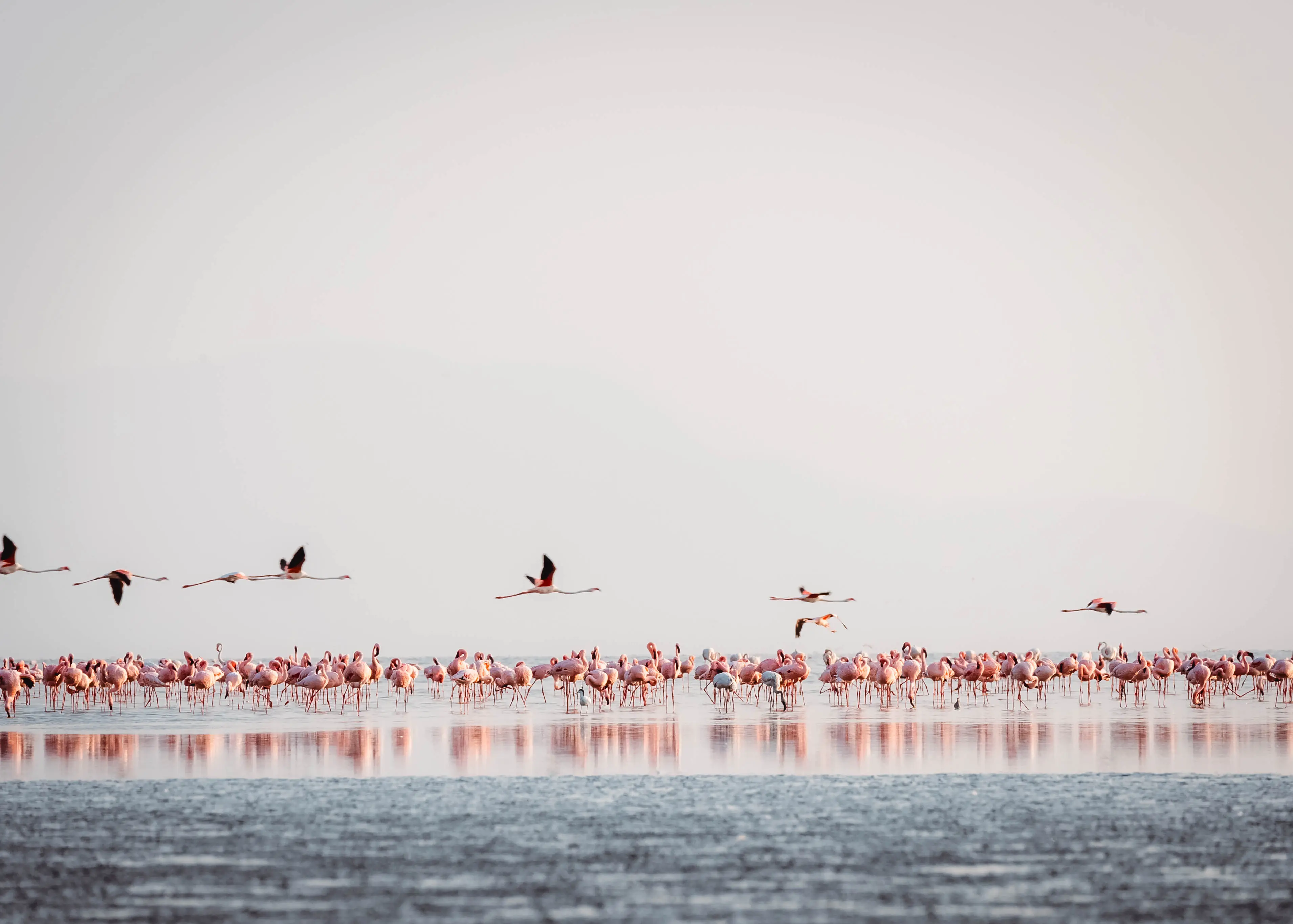 Lake Natron — nesting ground for lesser flamingos. Photo: Altezza Travel archive