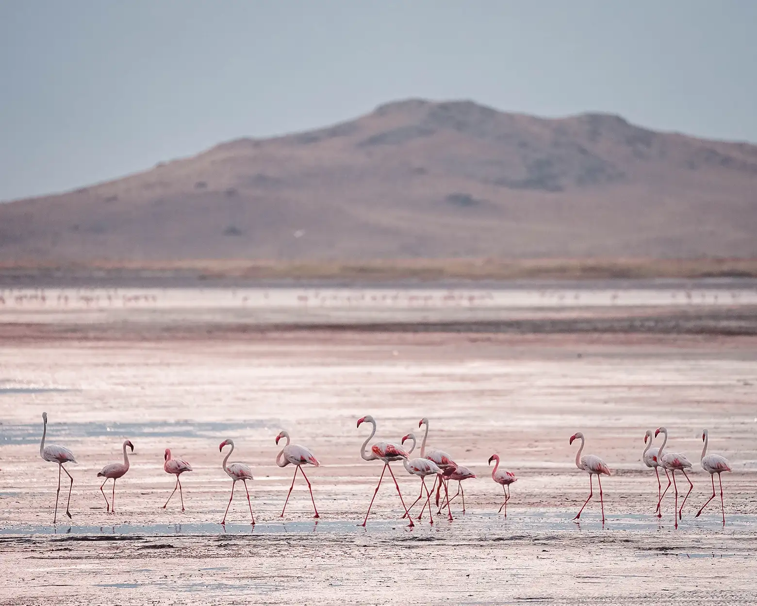 Flamingos on the shores of Lake Natron. Photo: Altezza Travel archive