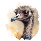 Ostrich