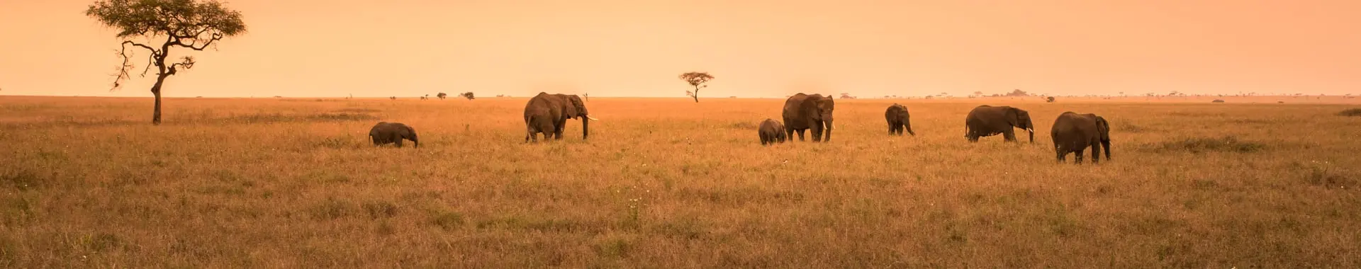 Nyerere National Park (Selous)