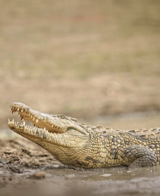 Ruaha National Park