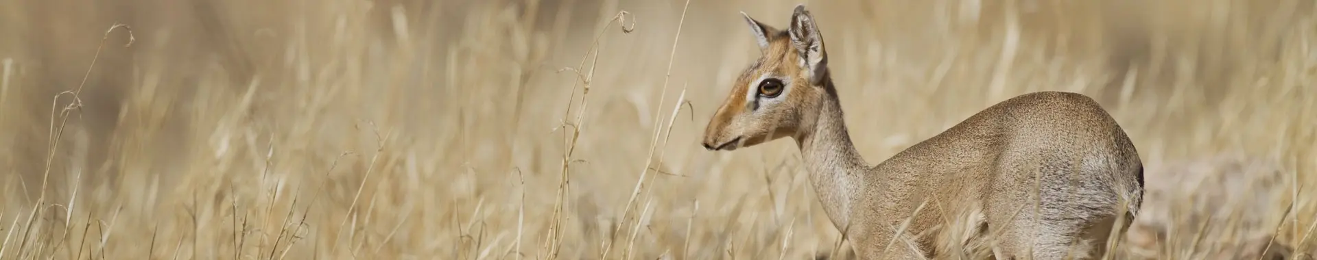 African Dik-Dik Antelope