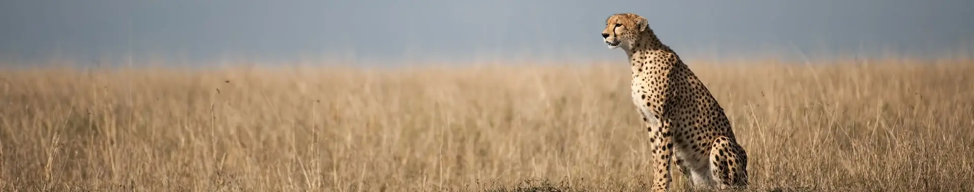 African Cheetah