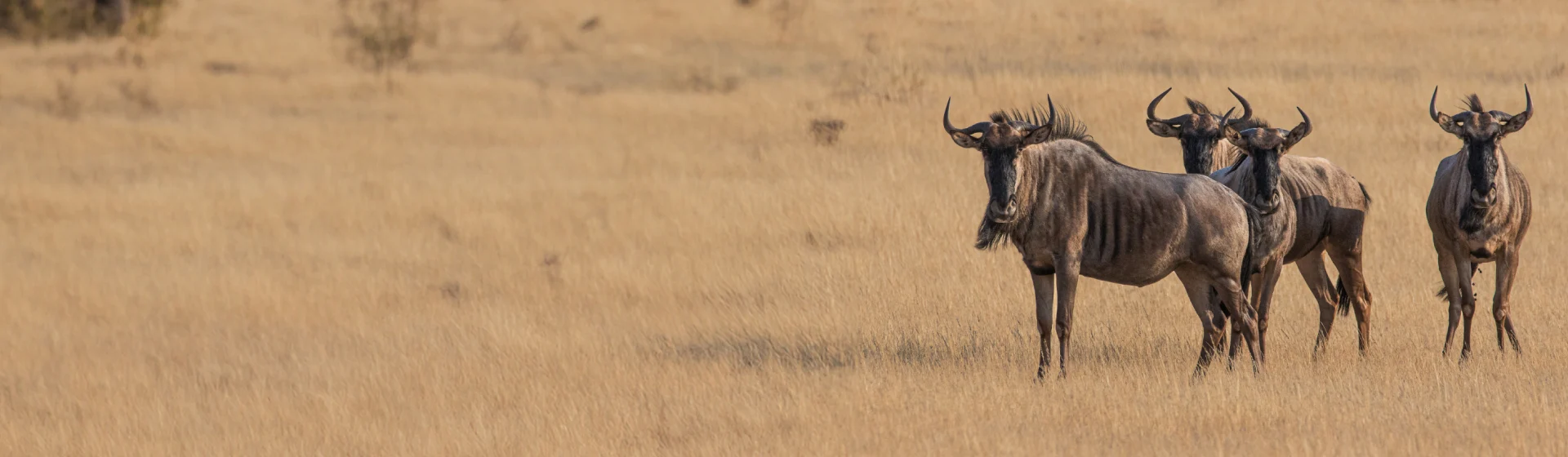 Comfort Safari to Arusha, Manyara, Tarangire & Ngorongoro – Balloon Safari Included! Comfort Safari to Arusha, Manyara, Tarangire & Ngorongoro – Balloon Safari Included!