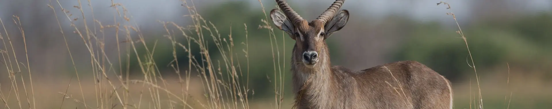 African Waterbuck