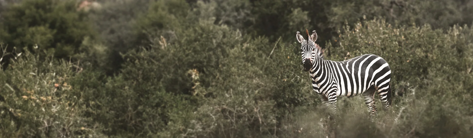 Serengeti Great Migration, Ngorongoro & Tarangire Safari Serengeti Great Migration, Ngorongoro & Tarangire Safari