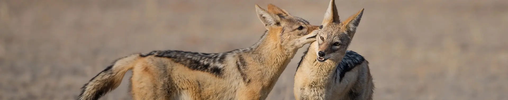 African Jackal