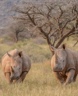 Mkomazi National Park