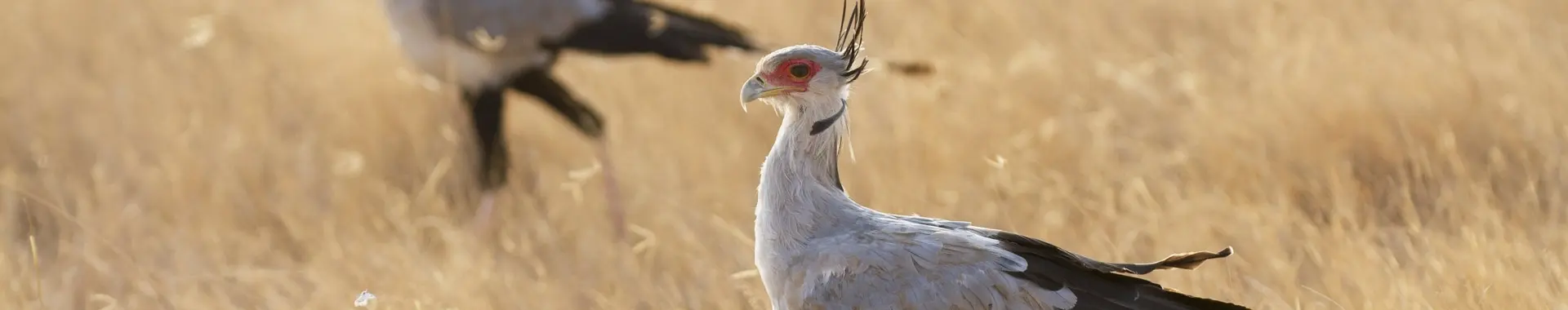 African Secretary Bird