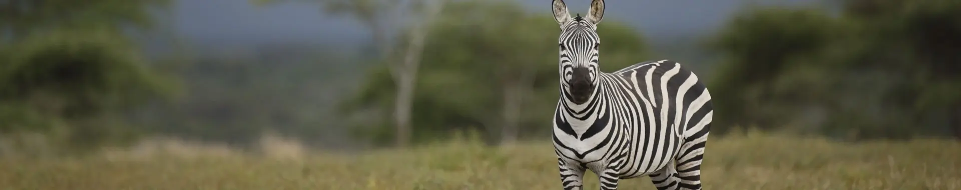 African Zebra