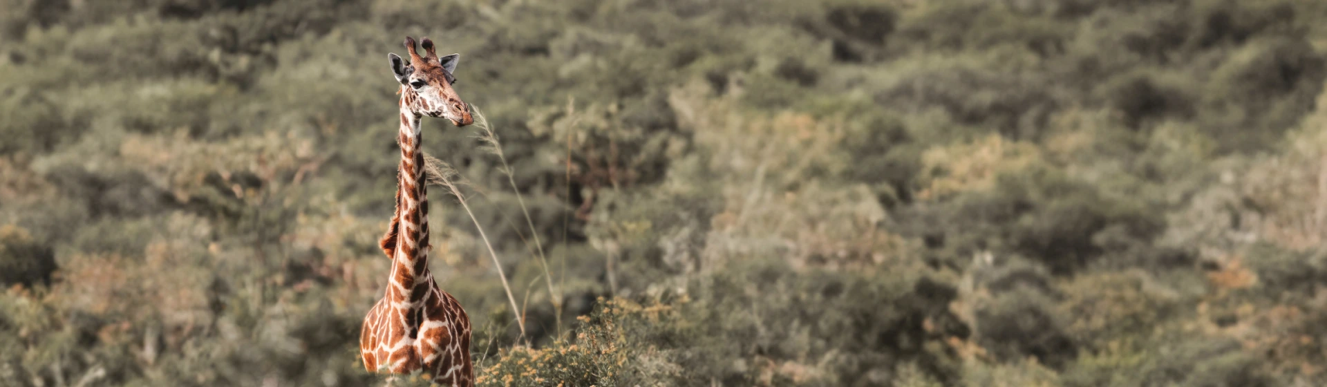 Luxury Migration Safari: Tarangire, Ngorongoro & Serengeti's Western Corridor Luxury Migration Safari: Tarangire, Ngorongoro & Serengeti's Western Corridor