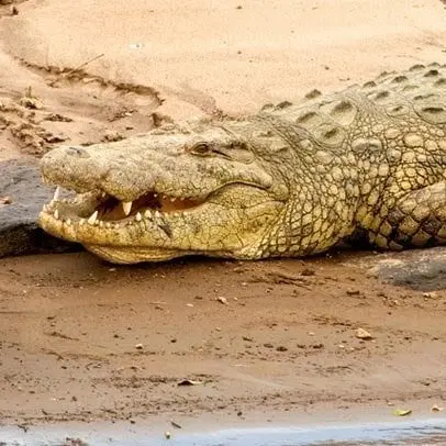 Crocodile