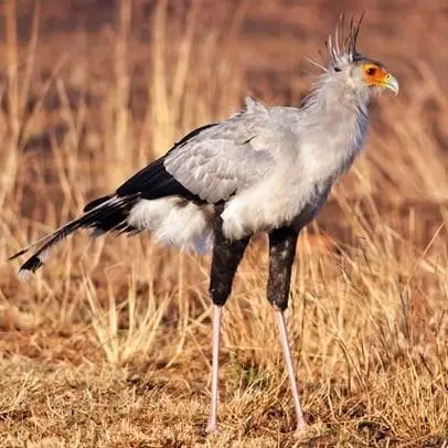 Secretary Bird