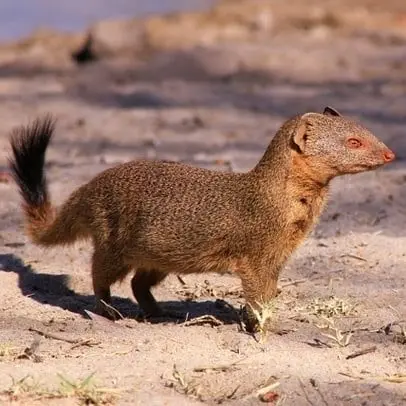 Mongoose