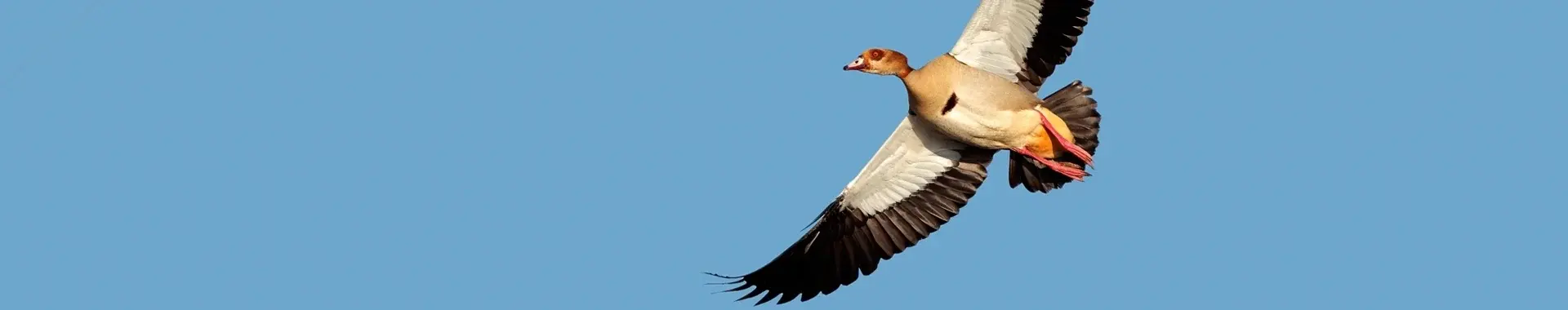 African Egyptian Goose