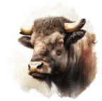 Buffalo