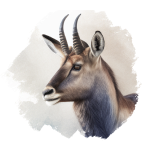 Waterbuck