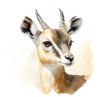 Klipspringer 