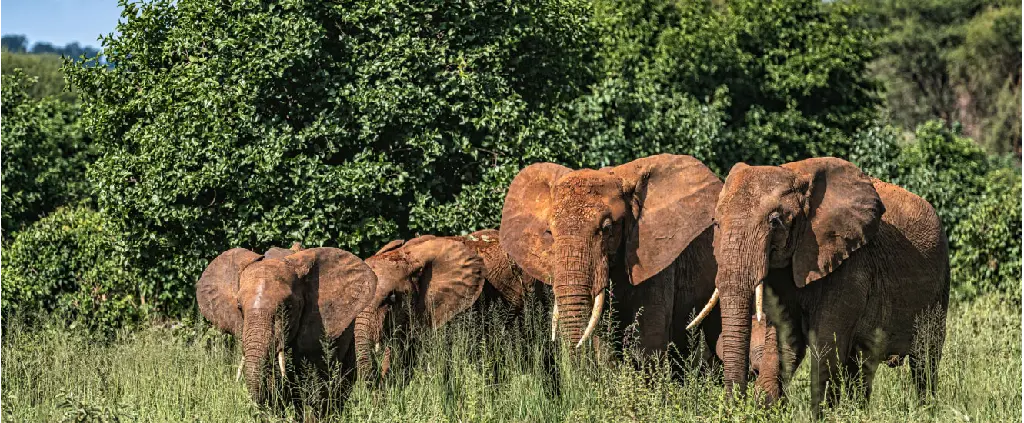 Tarangire National Park