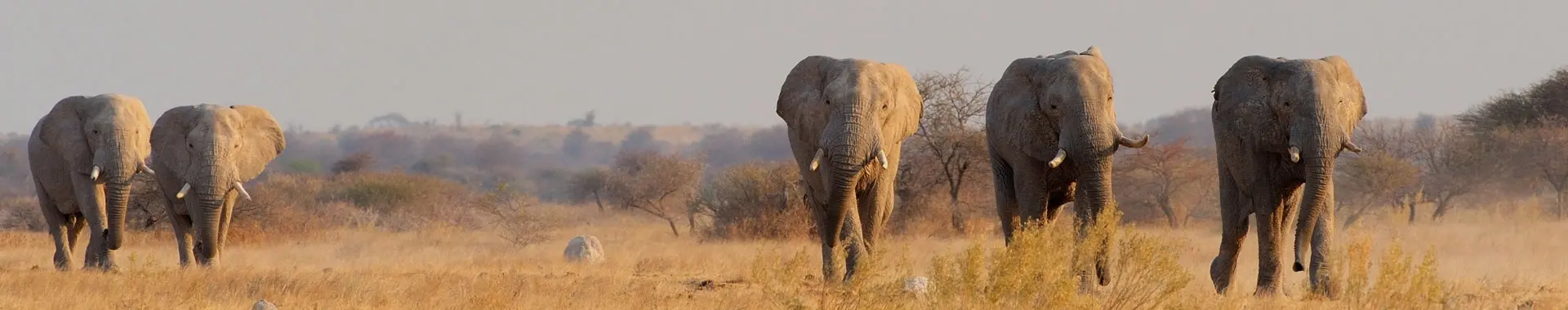 African Elephant