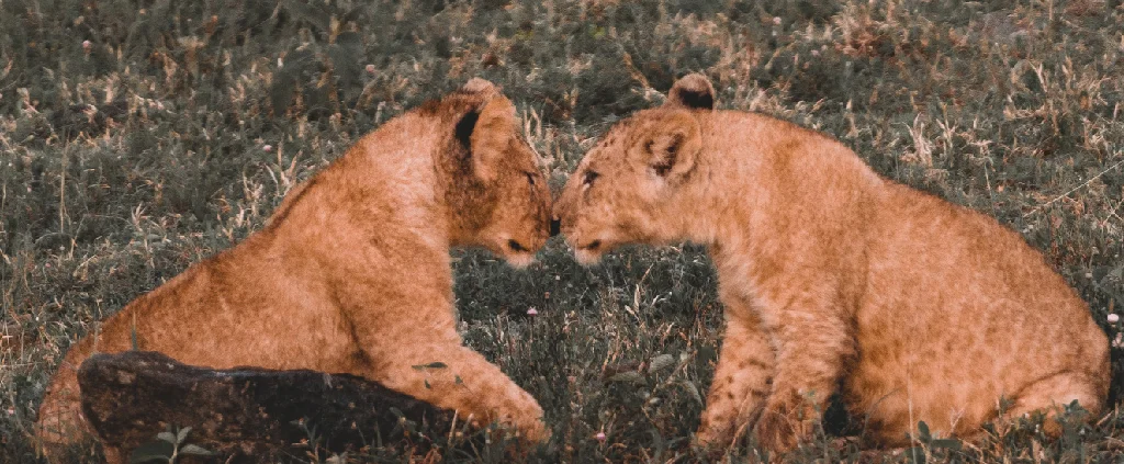 Serengeti National Park — Seronera