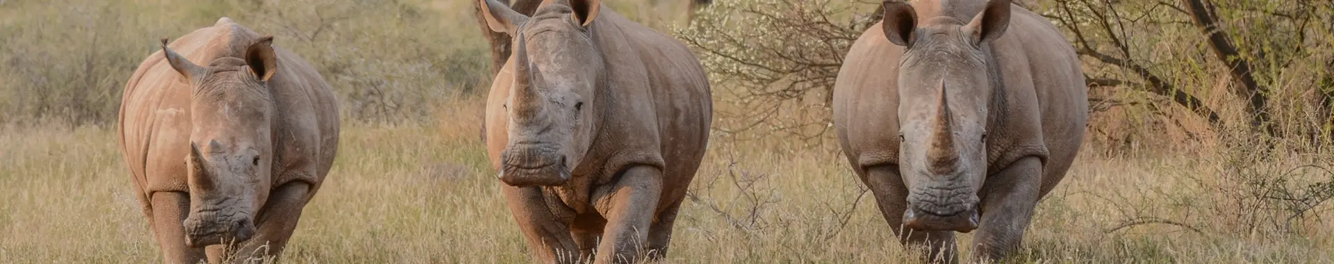 African Rhino 