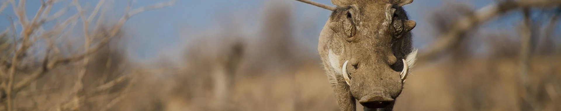 African Warthog