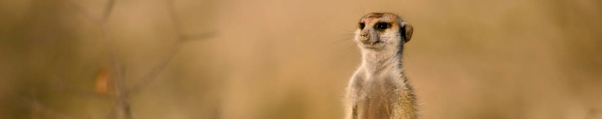 African Mongoose 