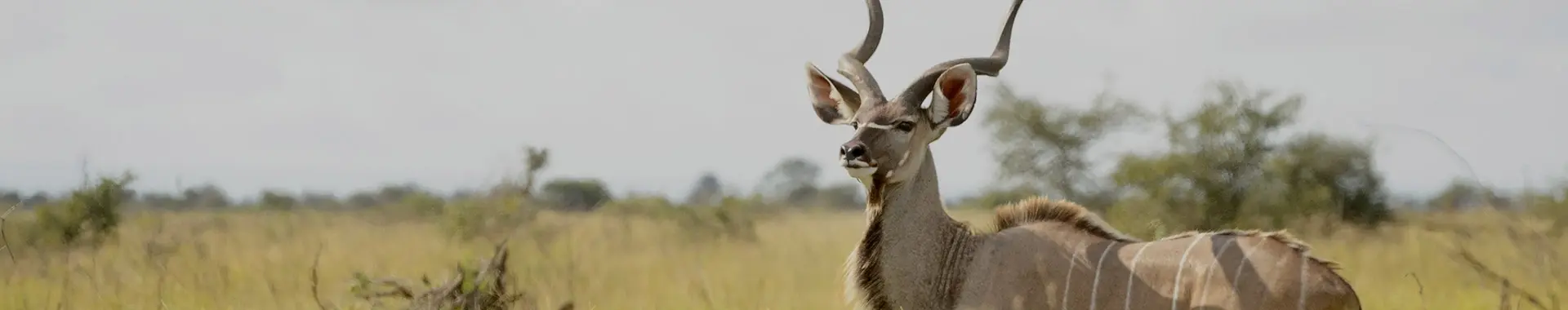 African Kudu Antelope