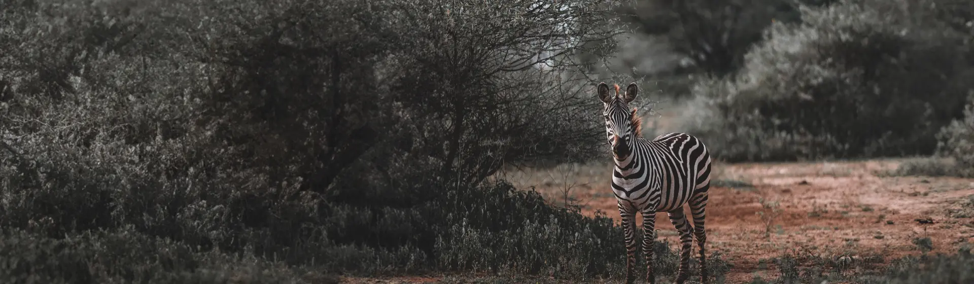 Arusha Safari Arusha Safari