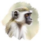 Vervet Monkey 