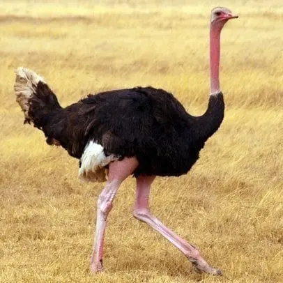 Ostrich 