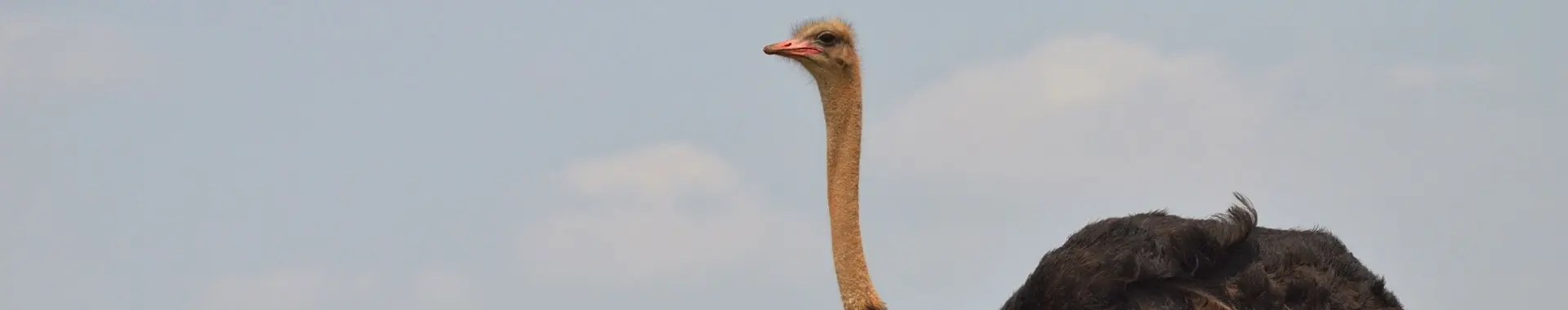 African Ostrich