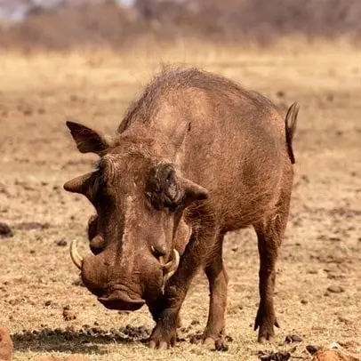 Warthog