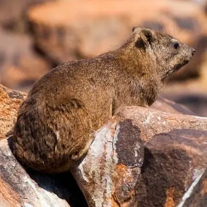 Hyrax 