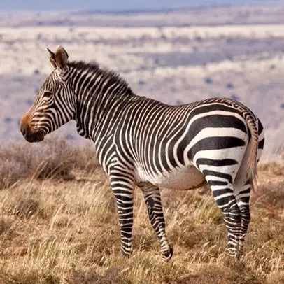 Zebra