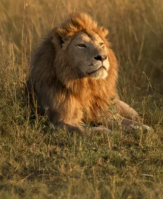 Safari