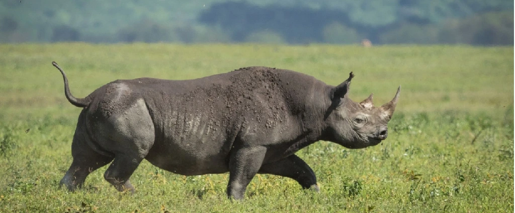 Ngorongoro Conservation Area