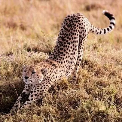 Cheetah