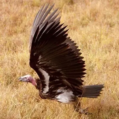 Vulture