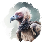 Vulture