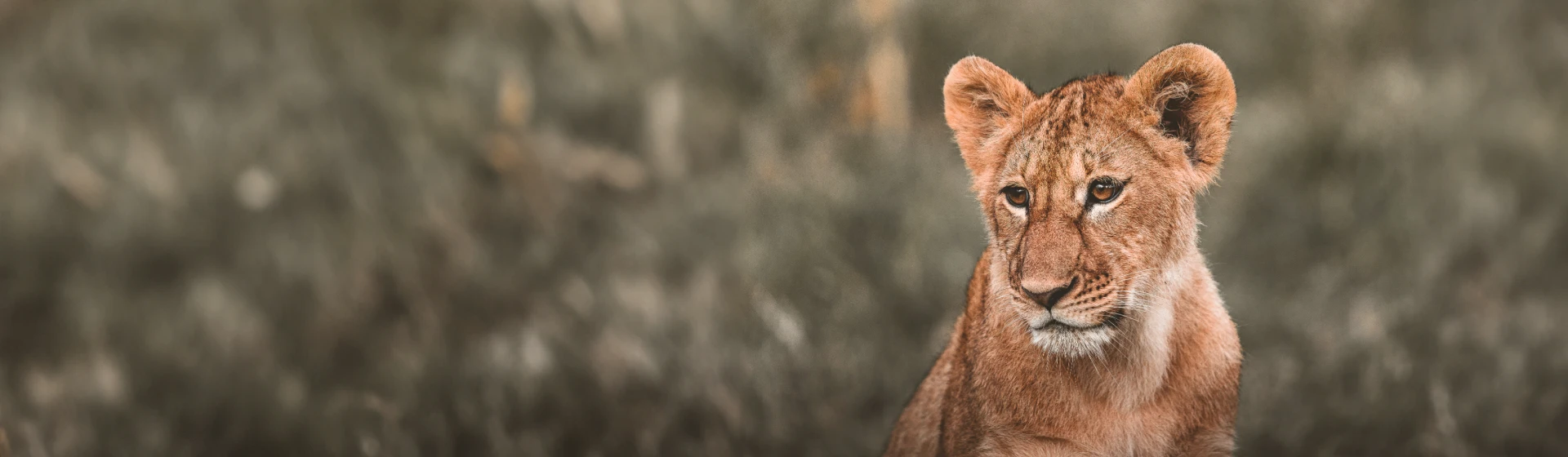 Big Cats & Serengeti Balloon Safari: 4 Days in Tanzania's Top Parks Big Cats & Serengeti Balloon Safari: 4 Days in Tanzania's Top Parks