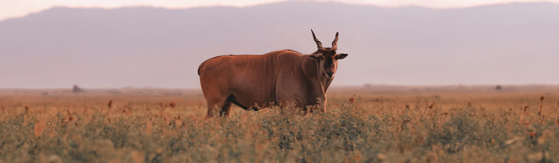 From Arusha to the Serengeti – Complete Northern Tanzania Safari From Arusha to the Serengeti – Complete Northern Tanzania Safari