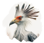 Secretary Bird