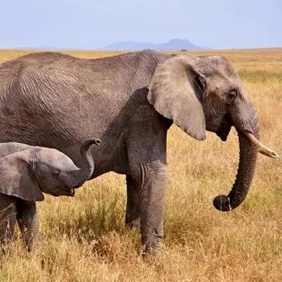 Elephant