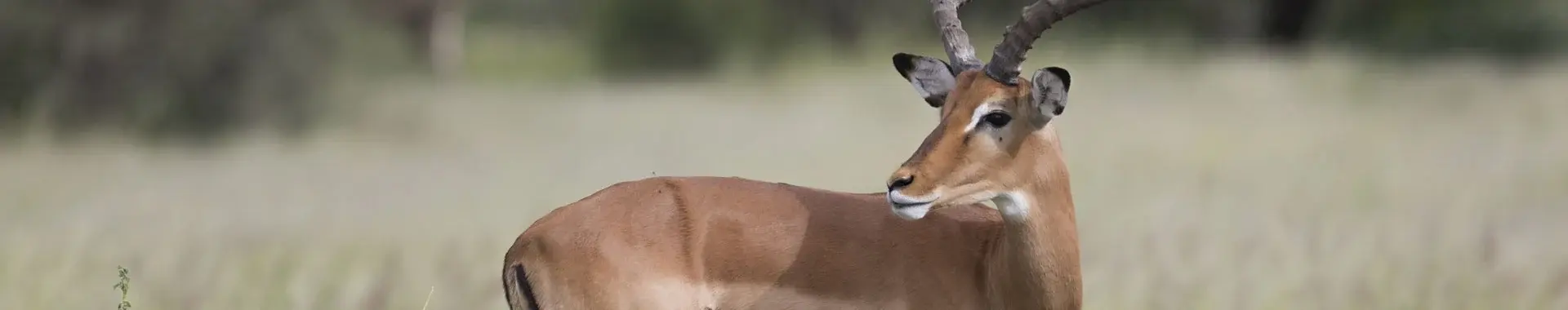 African Impala