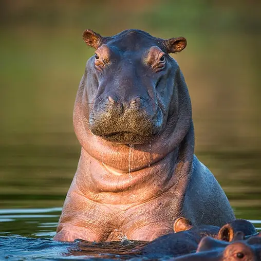 Hippo